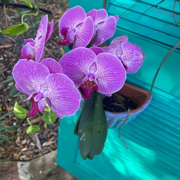 Handcrafted by ๐ฉ๐ปโ๐จ - Picture 3 of 3